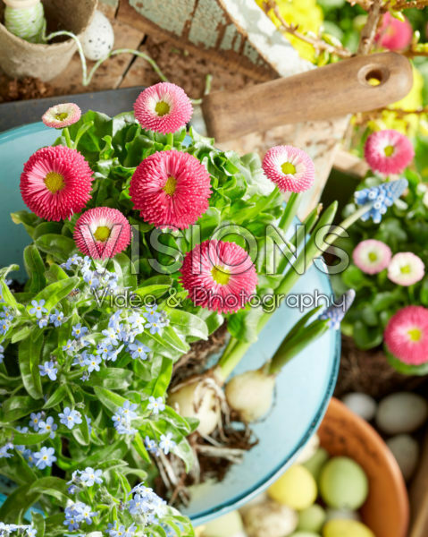 Myosotis en Bellis met pasen