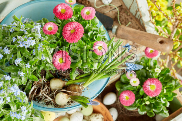 Myosotis and Bellis in easter Myosotis and Bellis in easter