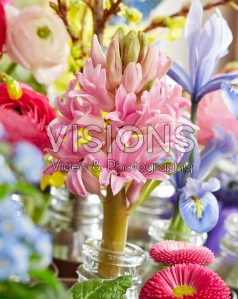 Voorjaarsbloemen Voorjaarsbloemen