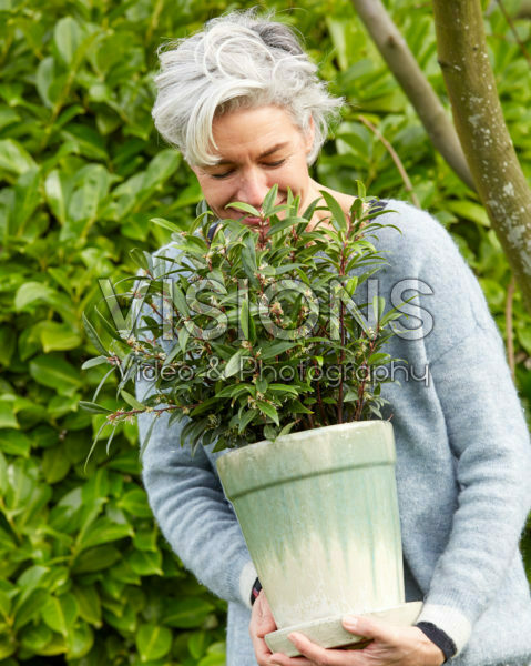 Sarcococca hookeriana Purple Gem®
