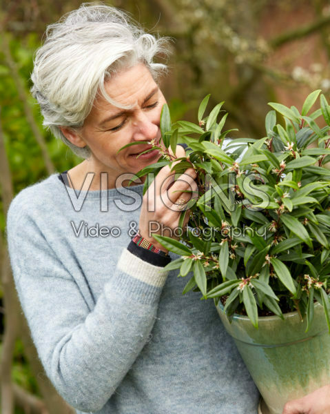Sarcococca hookeriana Purple Gem® Sarcococca hookeriana Purple Gem®