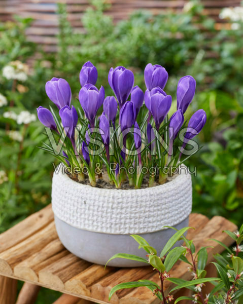 Crocus vernus Remembrance Crocus vernus Remembrance
