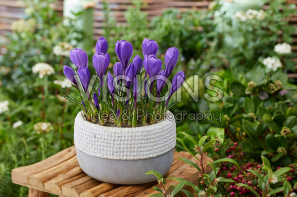 Crocus vernus Remembrance
