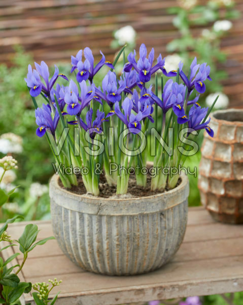 Iris reticulata Harmony Iris reticulata Harmony