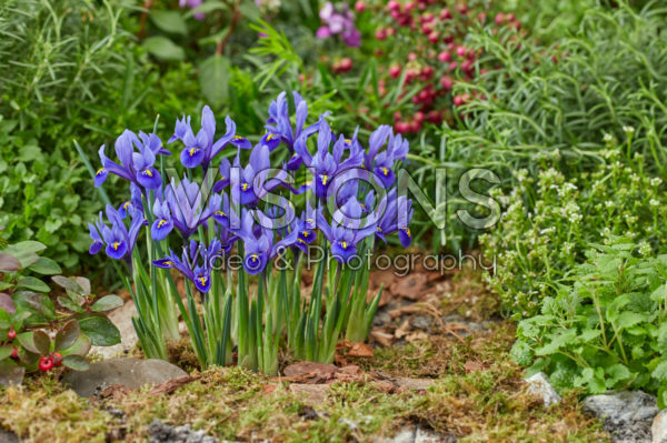 Iris reticulata Harmony Iris reticulata Harmony