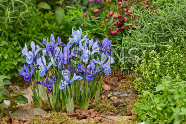 Iris reticulata Harmony, Alida Iris reticulata Harmony, Alida