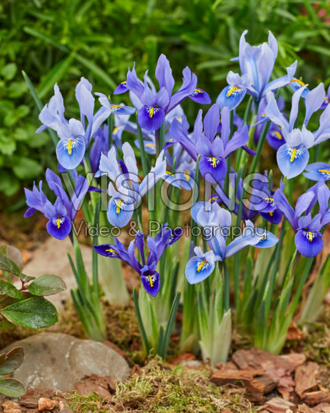 Iris reticulata Harmony, Alida Iris reticulata Harmony, Alida
