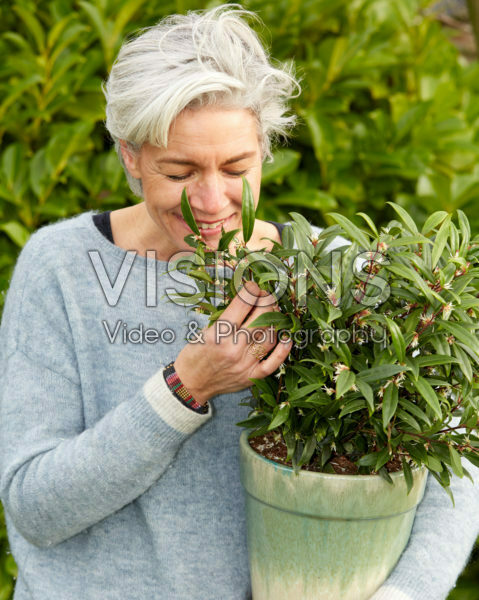 Sarcococca hookeriana Purple GemĀ® Sarcococca hookeriana Purple GemĀ®