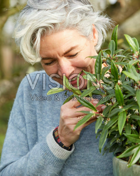 Sarcococca hookeriana Purple Gem® Sarcococca hookeriana Purple Gem®