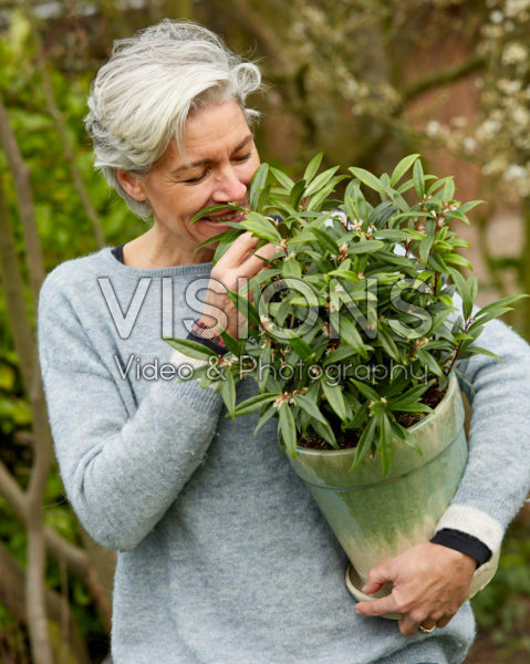 Sarcococca hookeriana Purple Gem® Sarcococca hookeriana Purple Gem®