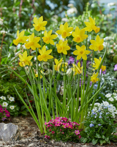 Narcissus Amwell Lady Narcissus Amwell Lady