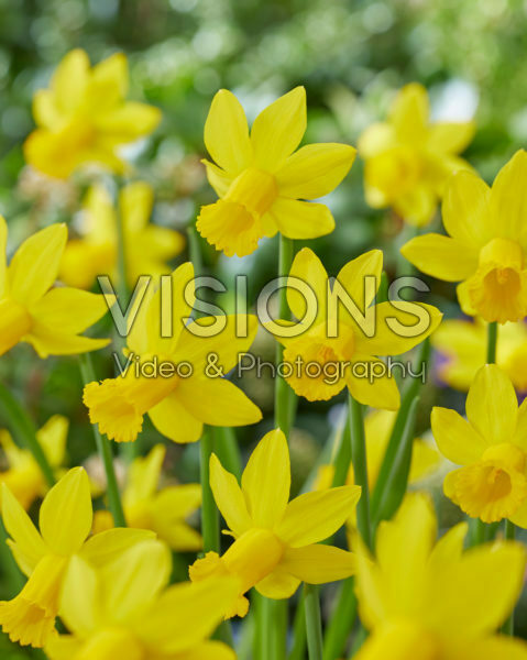 Narcissus Amwell Lady