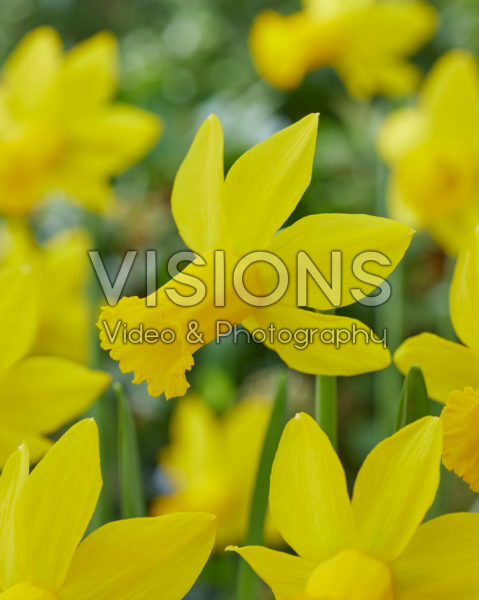 Narcissus Amwell Lady Narcissus Amwell Lady