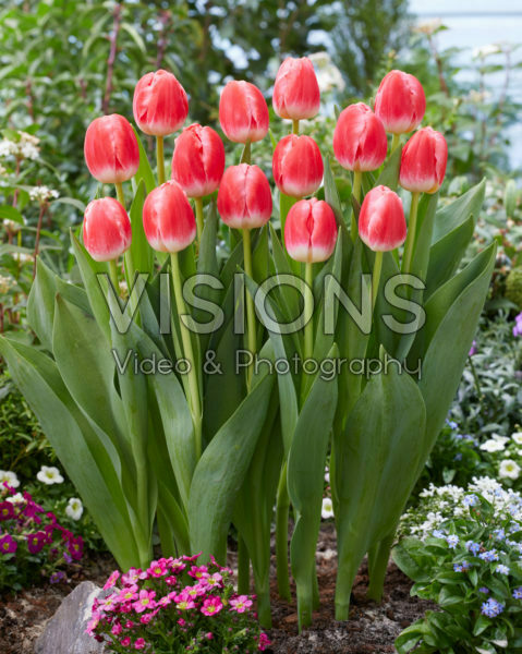 Tulipa Feline Tulipa Feline