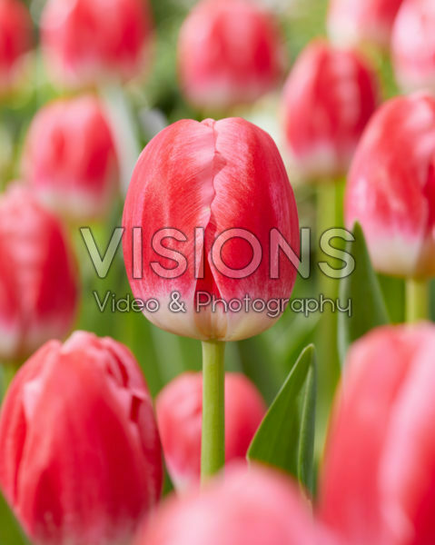 Tulipa Feline Tulipa Feline
