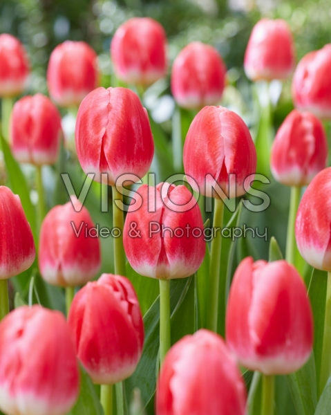 Tulipa Feline Tulipa Feline
