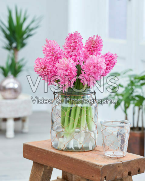 Hyacinthus Silvester Hyacinthus Silvester