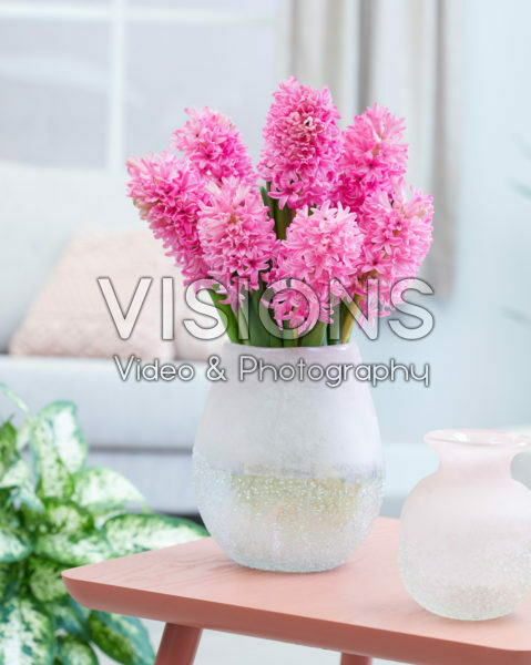 Hyacinthus Silvester