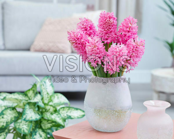 Hyacinthus Silvester Hyacinthus Silvester