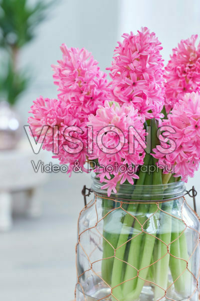 Hyacinthus Silvester Hyacinthus Silvester