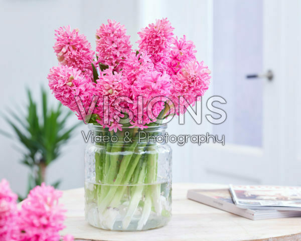 Hyacinthus Silvester Hyacinthus Silvester