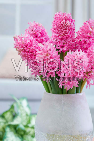 Hyacinthus Silvester