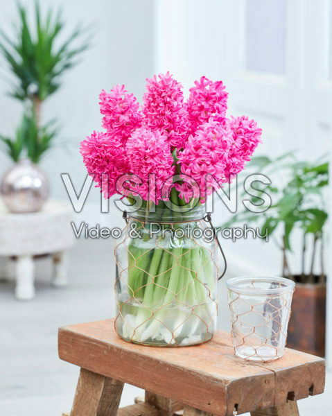 Hyacinthus Silvester Hyacinthus Silvester