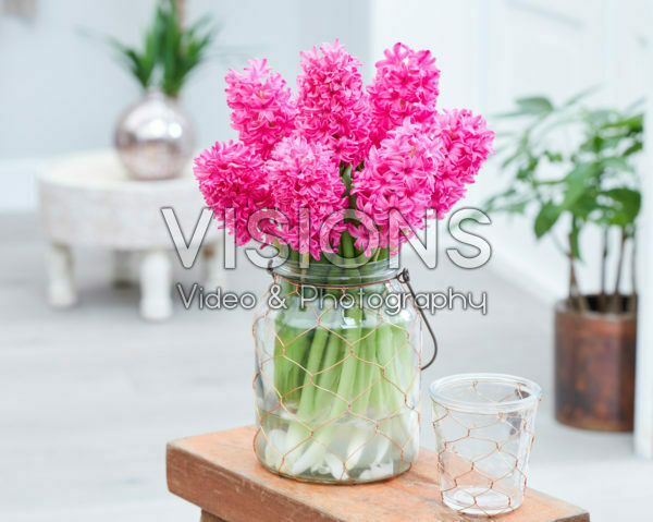 Hyacinthus Silvester Hyacinthus Silvester
