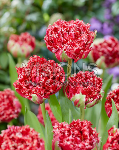 Tulipa Qatar Tulipa Qatar