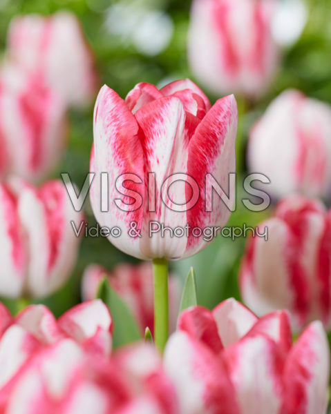 Tulipa Eline Tulipa Eline
