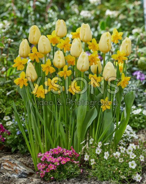 Tulipa Malaysia, Narcissus Winters Starlet Tulipa Malaysia, Narcissus Winters Starlet