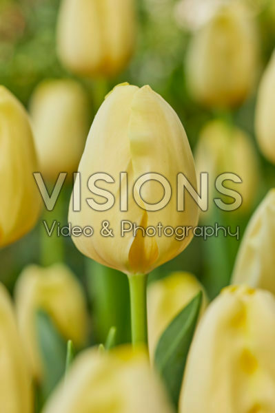 Tulipa Malaysia Tulipa Malaysia
