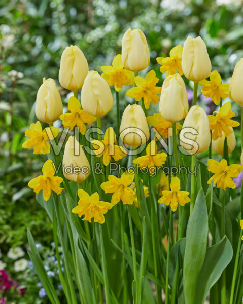 Tulipa Malaysia, Narcissus Winters Starlet Tulipa Malaysia, Narcissus Winters Starlet