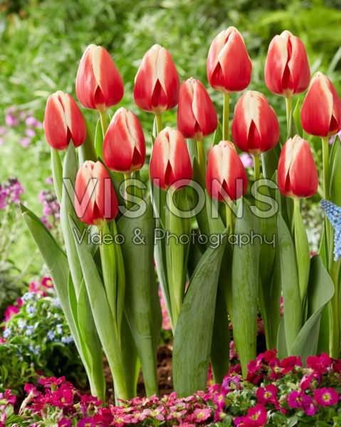 Tulipa Christmas Gift Tulipa Christmas Gift