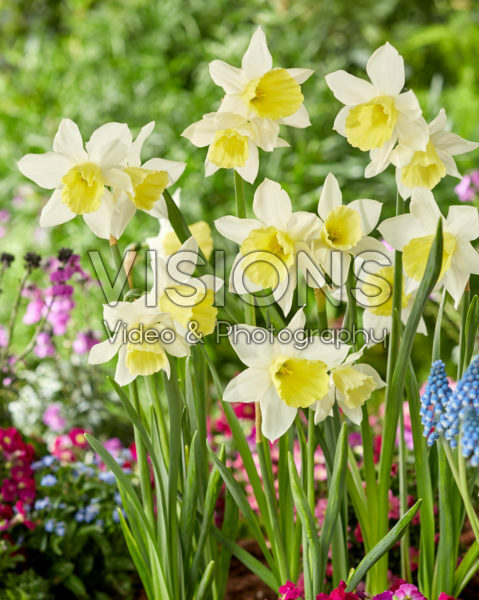 Narcissus Johanna Narcissus Johanna Narcissus Johanna Narcissus Johanna