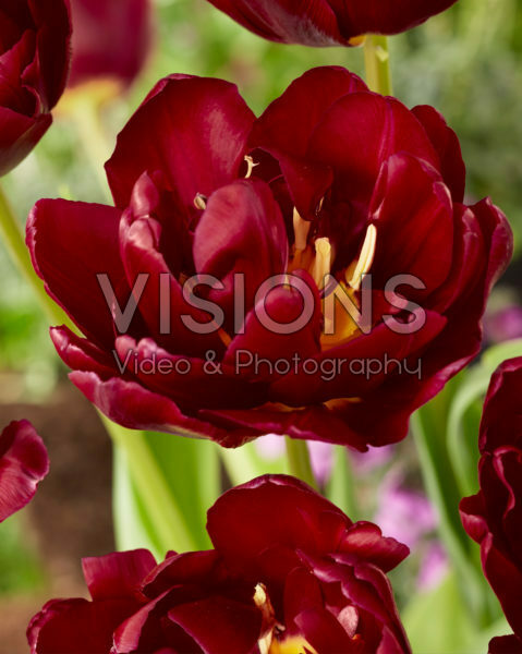 Tulipa Jinan Tulipa Jinan