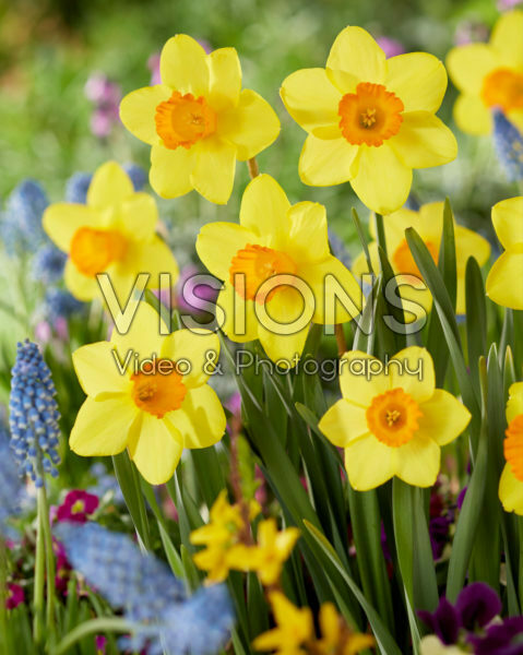 Narcissus Estremadura