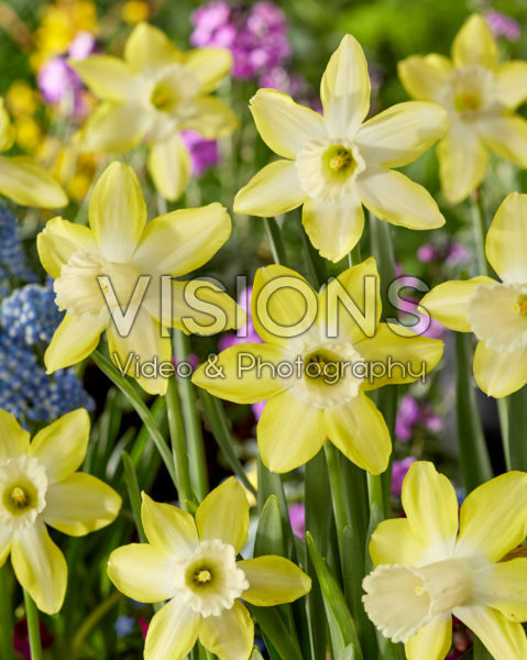 Narcissus Wheatear Narcissus Wheatear