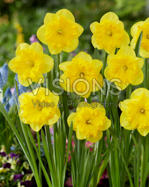 Narcissus Tasmanie