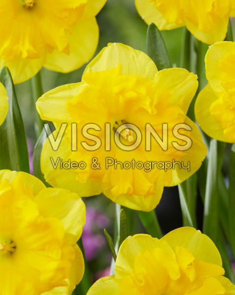 Narcissus Tasmanie Narcissus Tasmanie