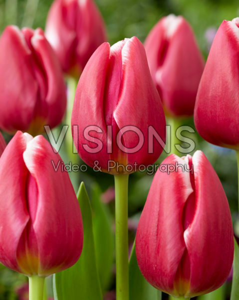 Tulipa Masterclass