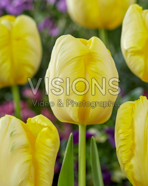 Tulipa Parrot Gold Tulipa Parrot Gold