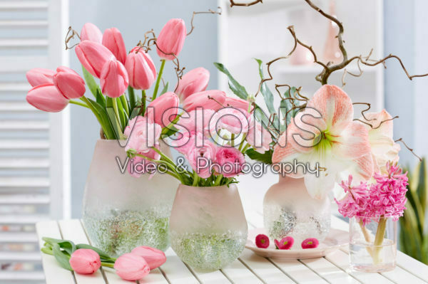 Hippeastrum pink spring combination
