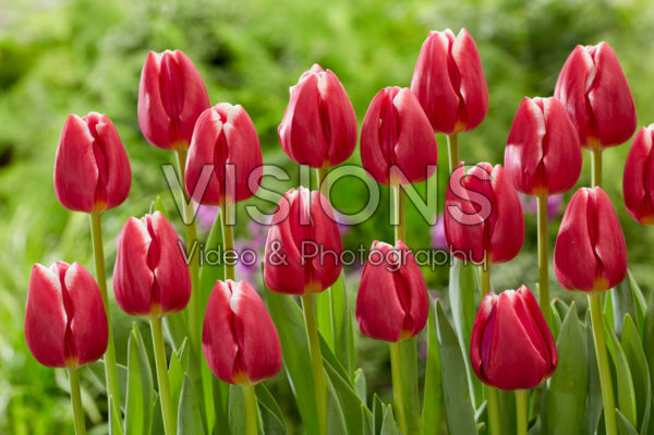 Tulipa Masterclass