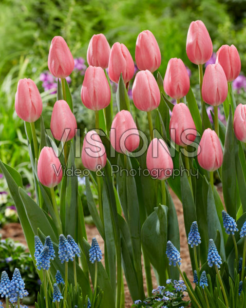 Tulipa Sissi Tulipa Sissi
