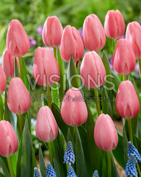 Tulipa Sissi Tulipa Sissi
