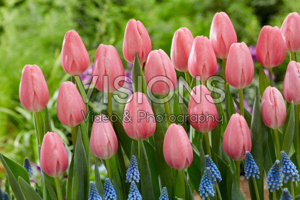 Tulipa Sissi