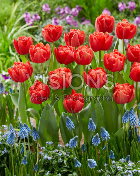 Tulipa Mira Tulipa Mira