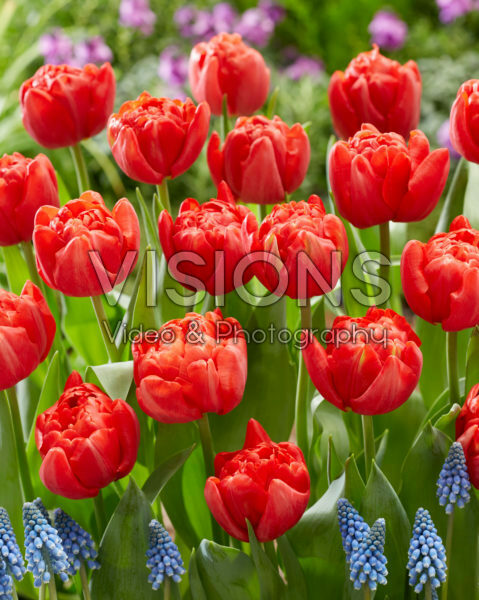 Tulipa Mira Tulipa Mira