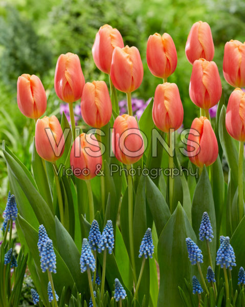 Tulipa Time Out Tulipa Time Out